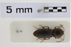 Foto (Dorsalansicht) von Cardiophorus ovipennis (Desbrochers des Loges, 1875) (NHMW-ZOO-COL-0008527)